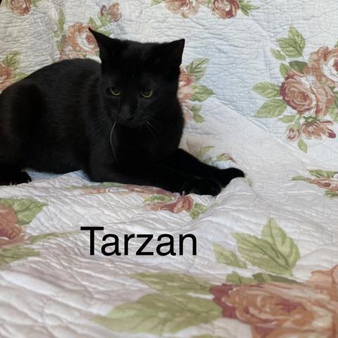 Tarzan