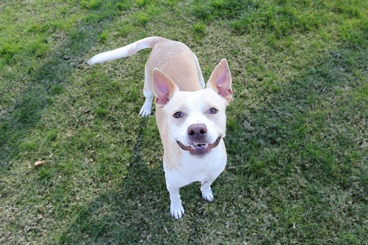 Peaches, an adopted Pit Bull Terrier in Clovis, CA_image-4
