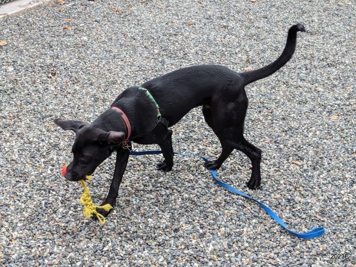 Lucas, an adoptable Labrador Retriever Mix in Bellingham, WA_image-3