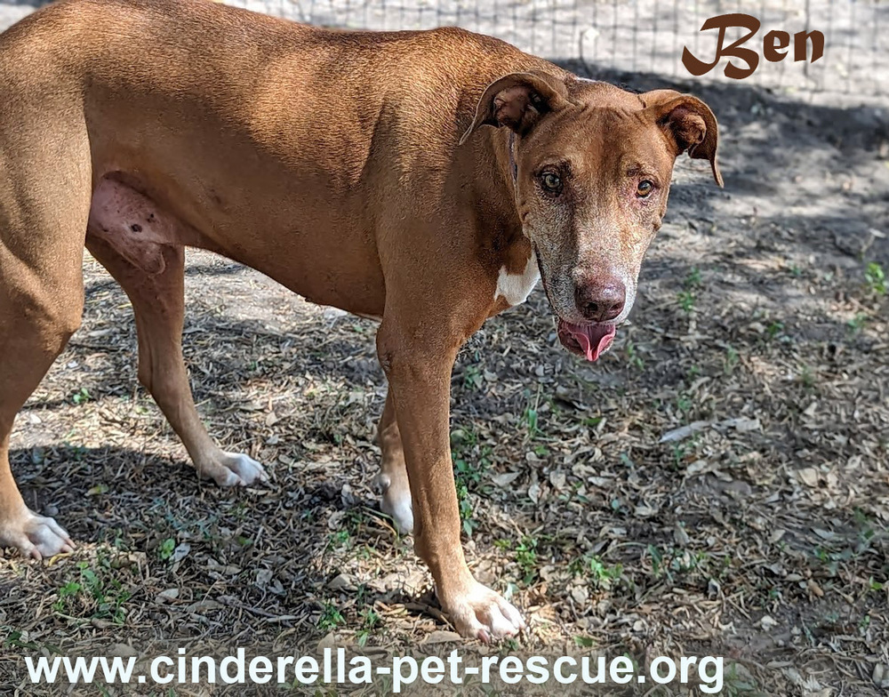 Ben, an adoptable Vizsla, Rhodesian Ridgeback in Mission, TX, 78574 | Photo Image 1