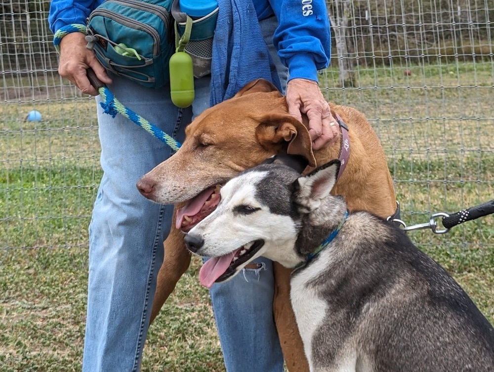 Ben, an adoptable Vizsla, Rhodesian Ridgeback in Mission, TX, 78574 | Photo Image 2