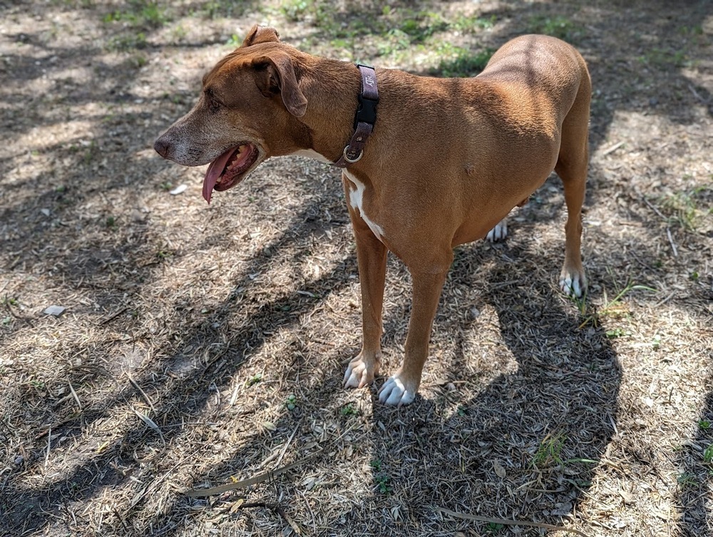 Ben, an adoptable Vizsla, Rhodesian Ridgeback in Mission, TX, 78574 | Photo Image 3