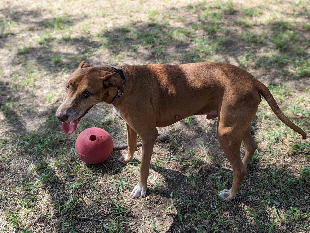 Ben, an adoptable Vizsla, Rhodesian Ridgeback in Mission, TX, 78574 | Photo Image 4