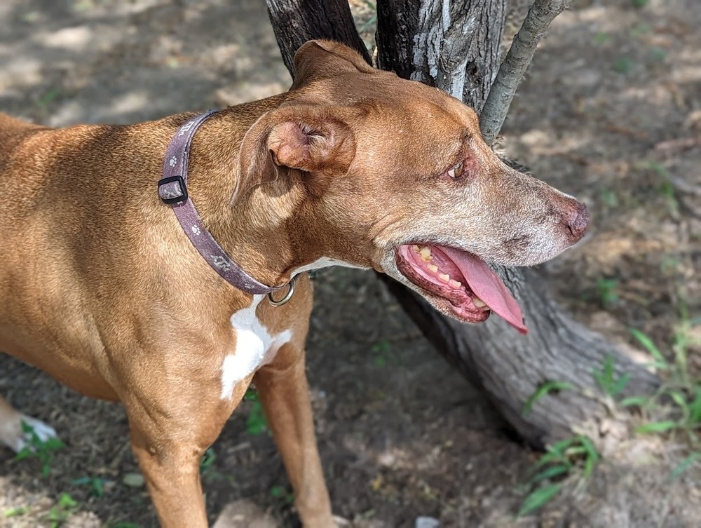 Ben, an adoptable Vizsla, Rhodesian Ridgeback in Mission, TX, 78574 | Photo Image 5