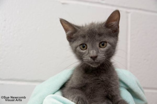 KitKat