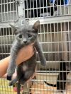 KitKat