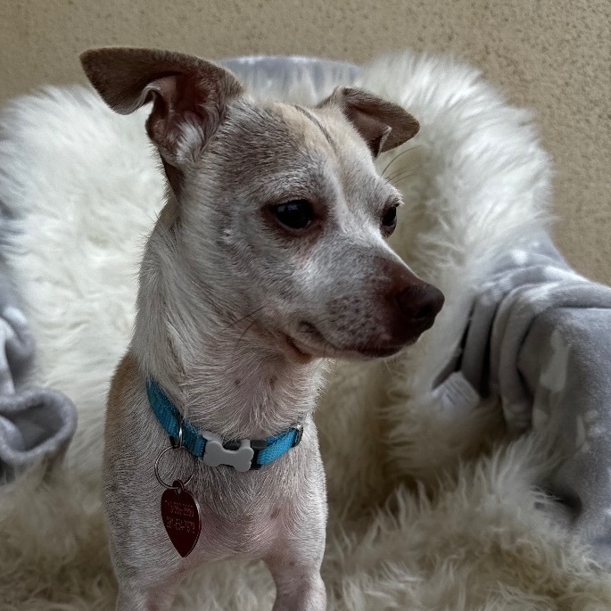 Italian greyhound best sale and chihuahua mix