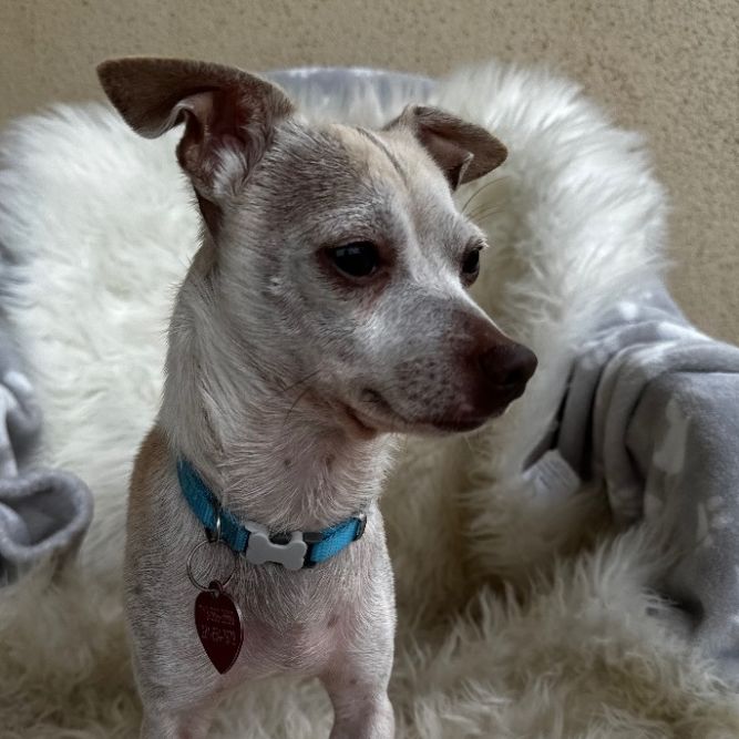 Petfinder 2024 italian greyhound