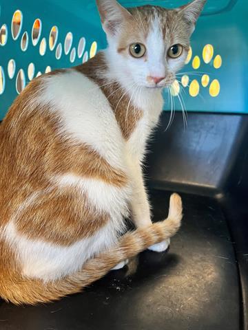 ROAST, an adoptable Domestic Short Hair in Norfolk, VA, 23502 | Photo Image 1