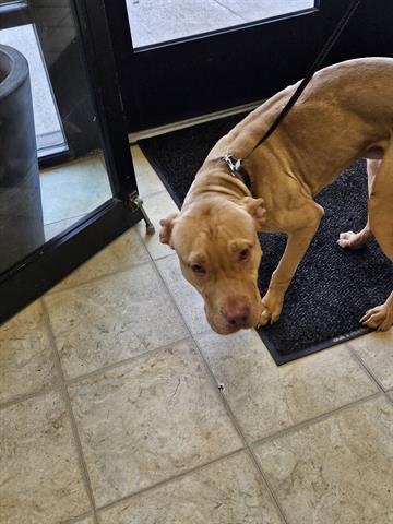 A071130, an adoptable Pit Bull Terrier, Mixed Breed in Norfolk, VA, 23502 | Photo Image 1