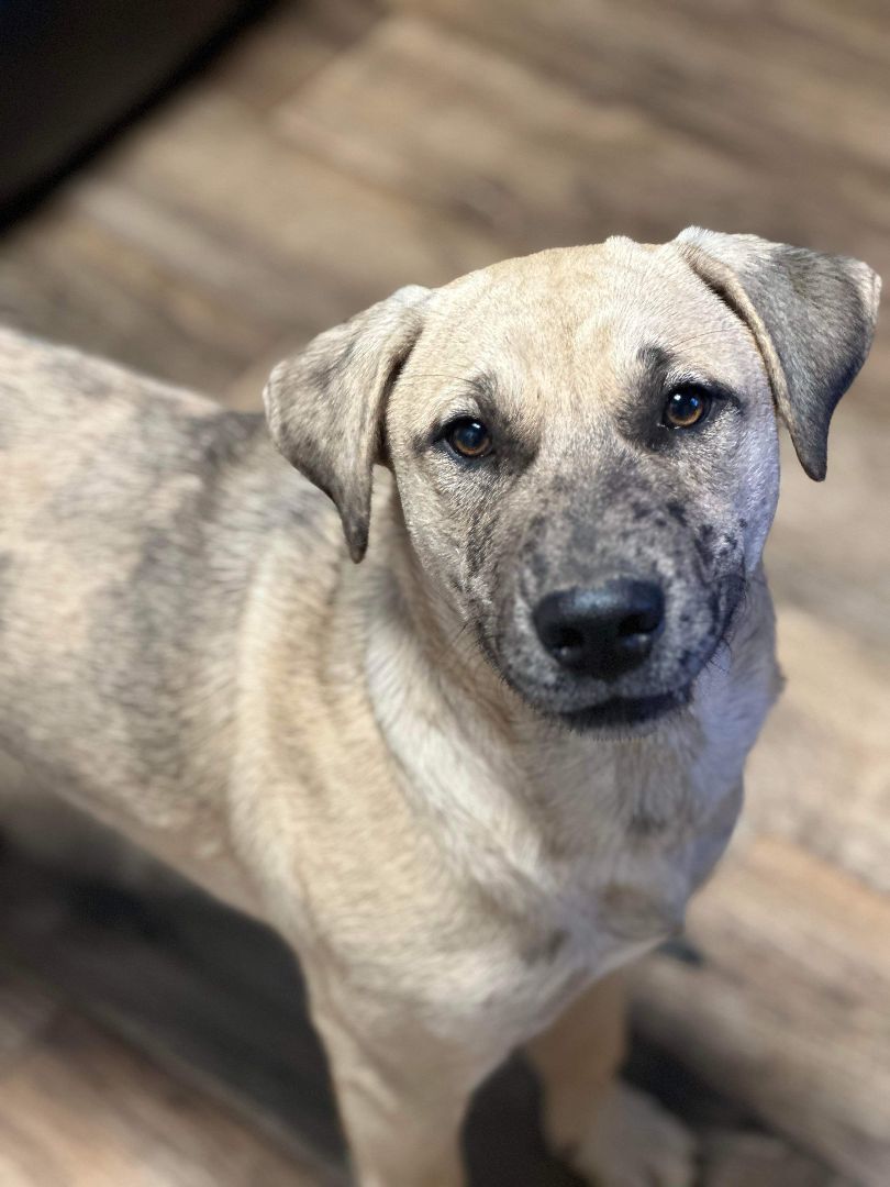 Dog for adoption - Jethro, a Black Mouth Cur & Anatolian Shepherd Mix