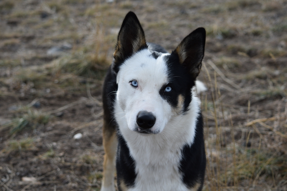 Papito, an adoptable Husky, Border Collie in Salmon, ID, 83467 | Photo Image 1
