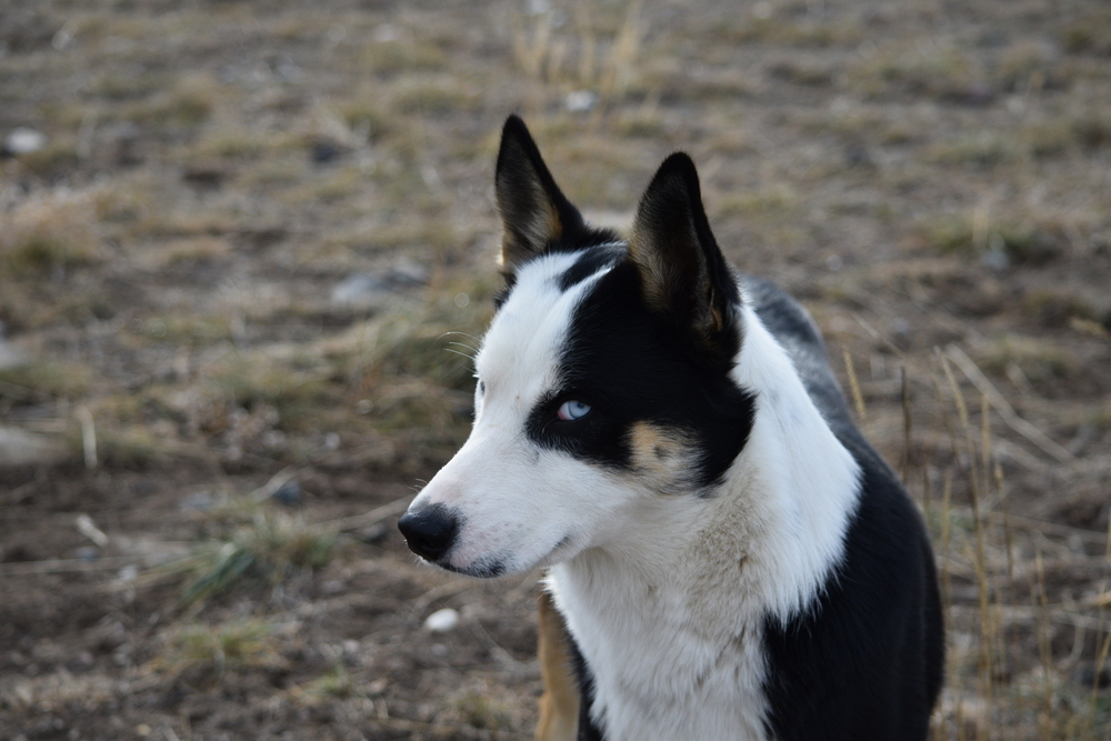 Papito, an adoptable Husky, Border Collie in Salmon, ID, 83467 | Photo Image 2