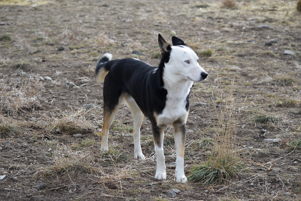Papito, an adoptable Husky, Border Collie in Salmon, ID, 83467 | Photo Image 3