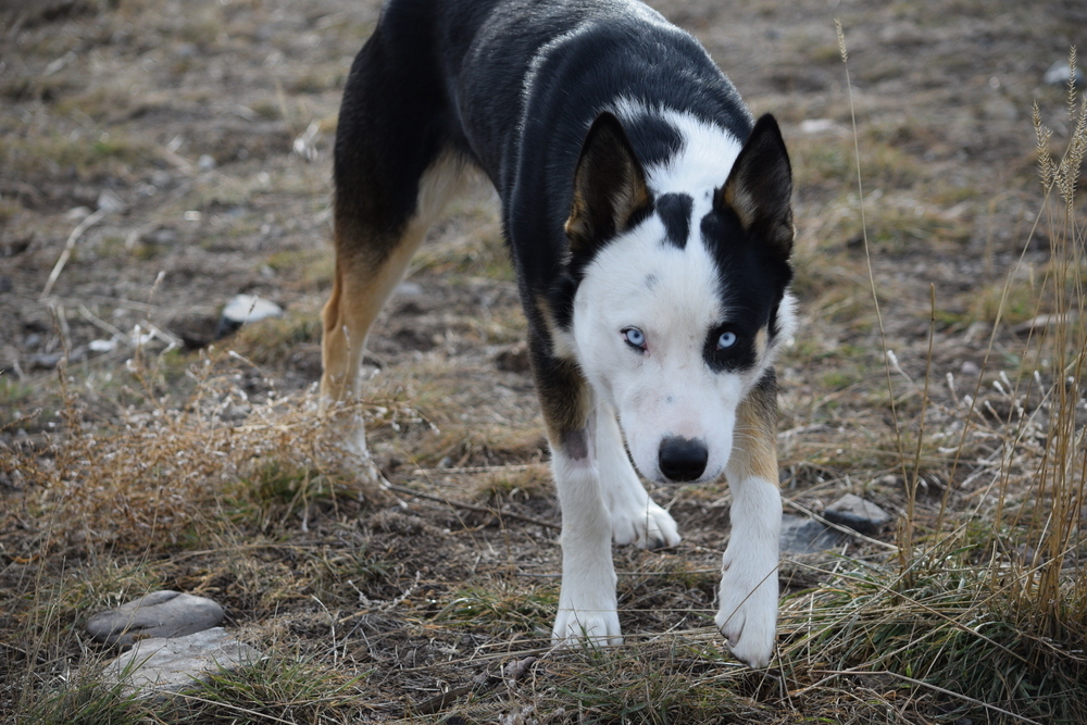 Papito, an adoptable Husky, Border Collie in Salmon, ID, 83467 | Photo Image 5