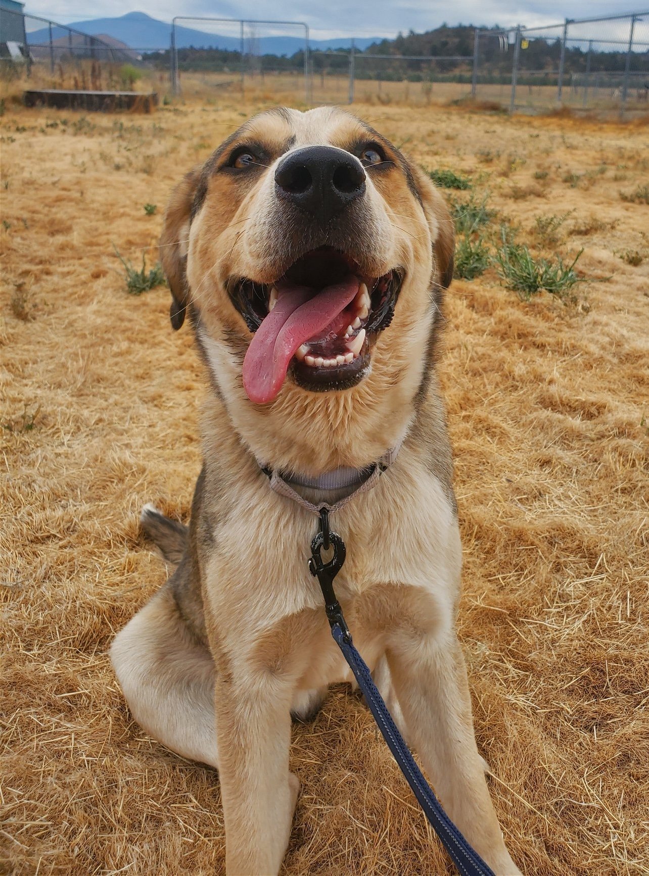 Thimble, an adoptable Labrador Retriever in Yreka, CA, 96097 | Photo Image 1