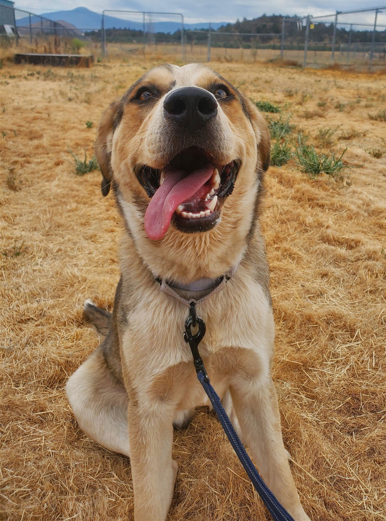 Thimble, an adoptable Labrador Retriever, Australian Cattle Dog / Blue Heeler in Yreka, CA, 96097 | Photo Image 1