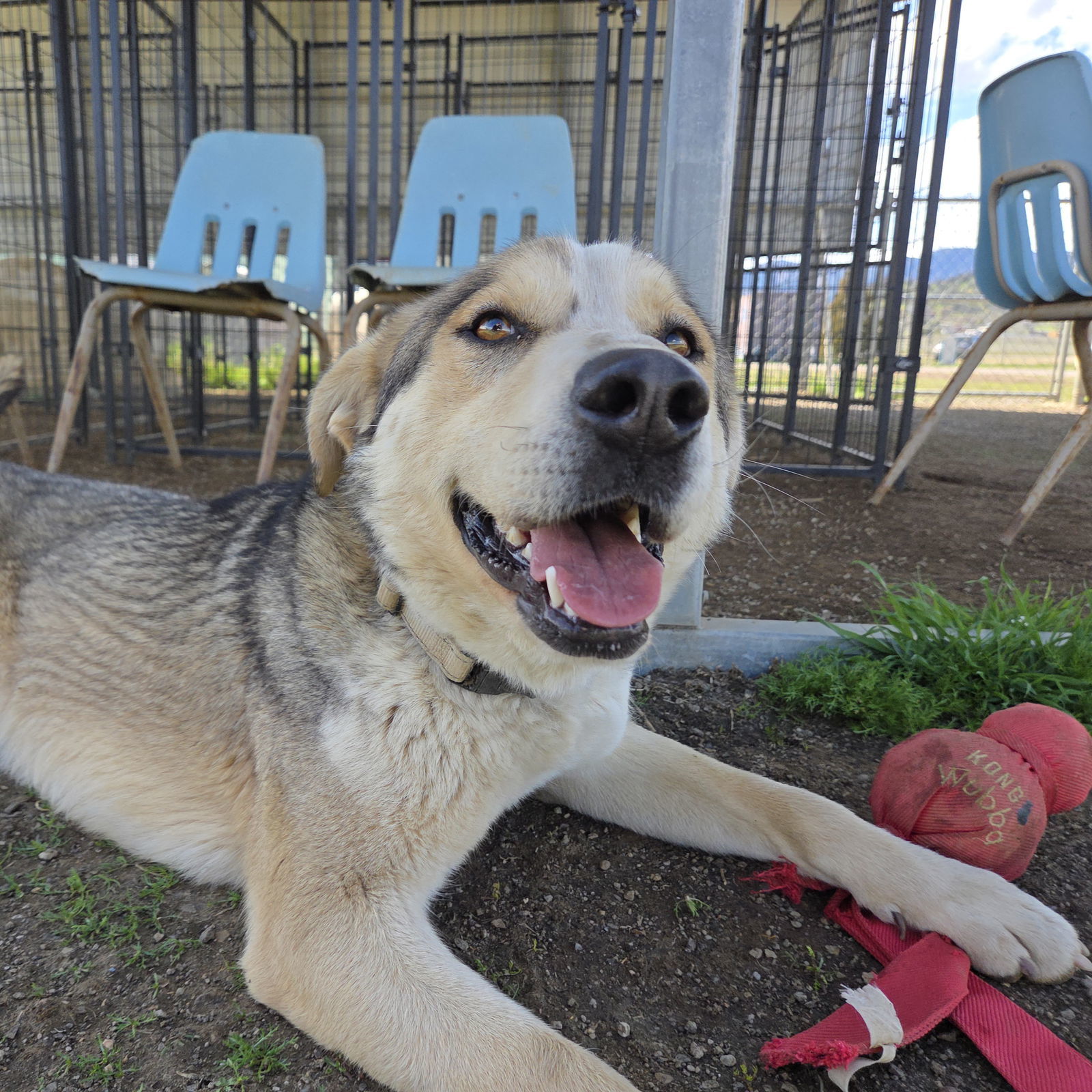 Thimble, an adoptable Labrador Retriever, Australian Cattle Dog / Blue Heeler in Yreka, CA, 96097 | Photo Image 1