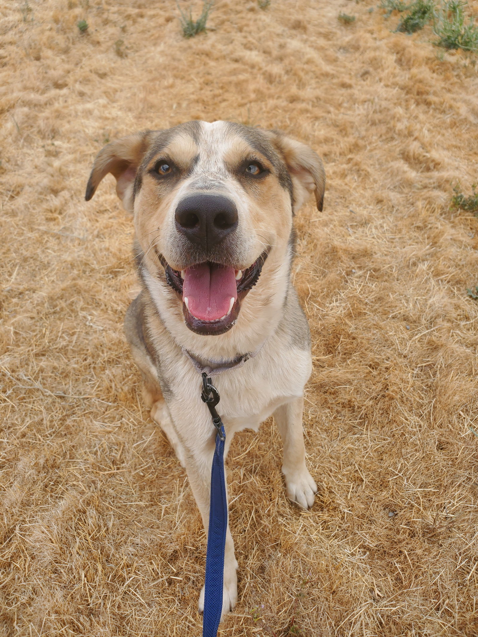 Thimble, an adoptable Labrador Retriever, Australian Cattle Dog / Blue Heeler in Yreka, CA, 96097 | Photo Image 2