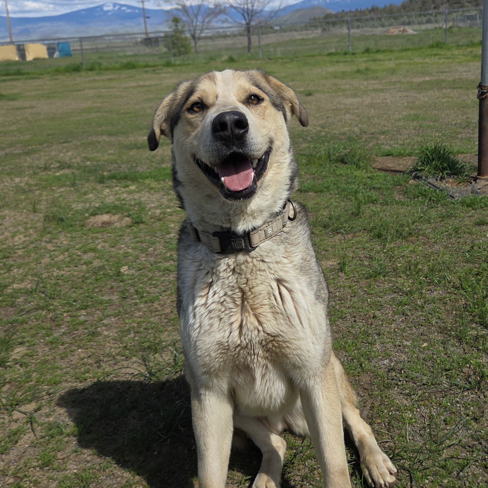 Thimble, an adoptable Labrador Retriever, Australian Cattle Dog / Blue Heeler in Yreka, CA, 96097 | Photo Image 2