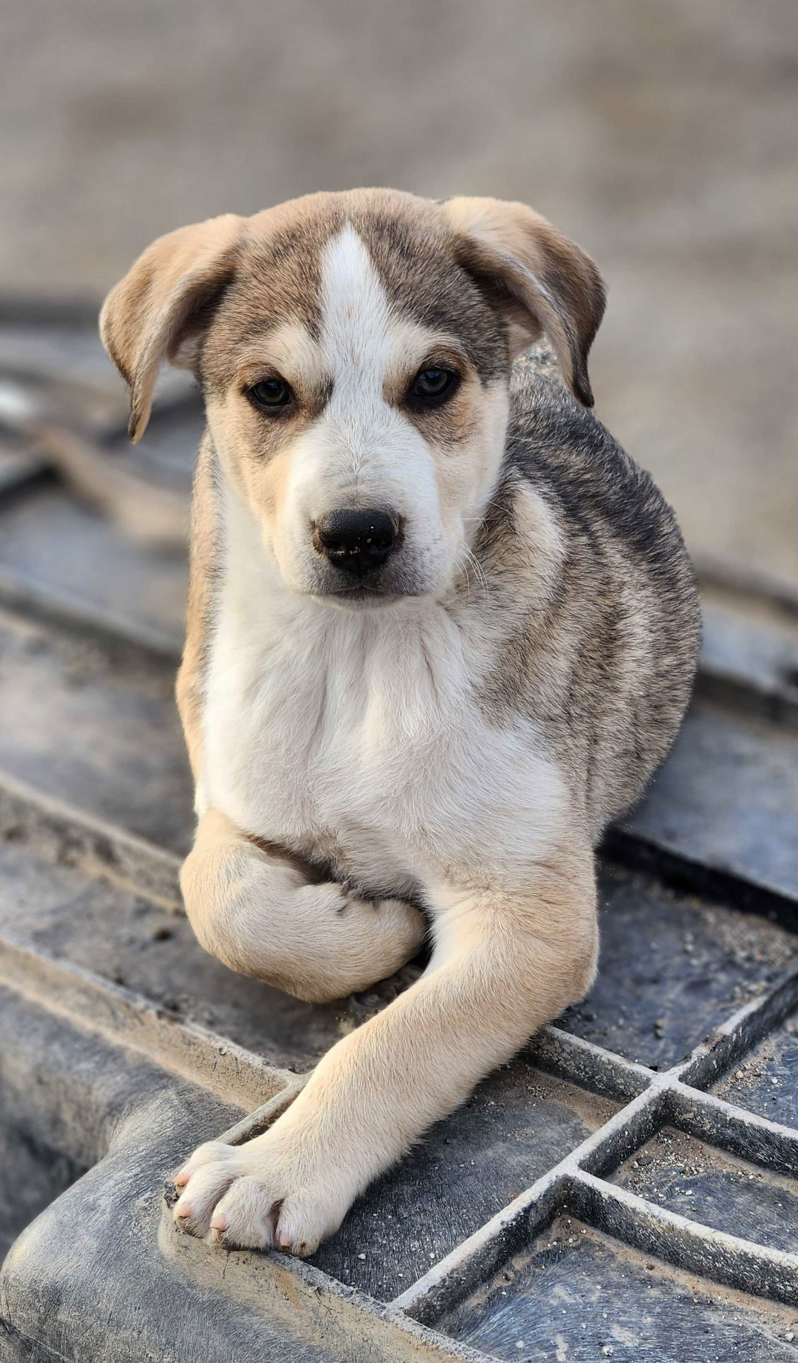 Thimble, an adoptable Labrador Retriever, Australian Cattle Dog / Blue Heeler in Yreka, CA, 96097 | Photo Image 3