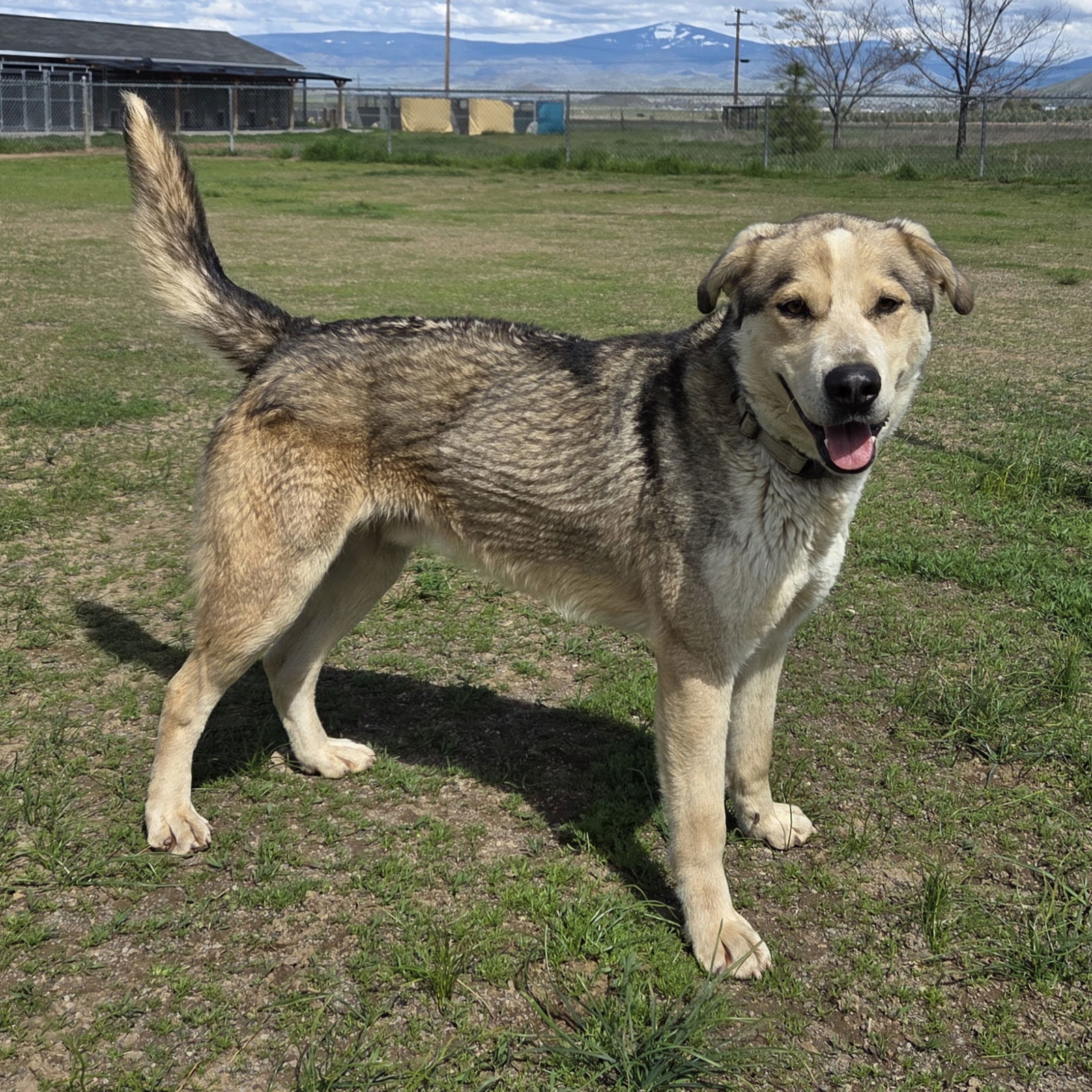 Thimble, an adoptable Labrador Retriever, Australian Cattle Dog / Blue Heeler in Yreka, CA, 96097 | Photo Image 3