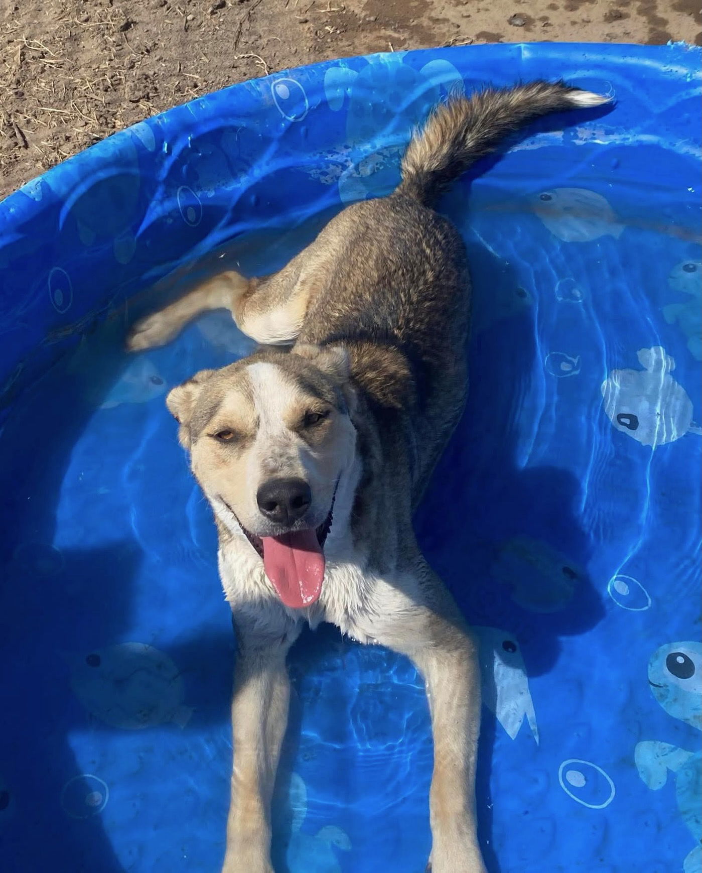 Thimble, an adoptable Anatolian Shepherd, Australian Cattle Dog / Blue Heeler in Yreka, CA, 96097 | Photo Image 3