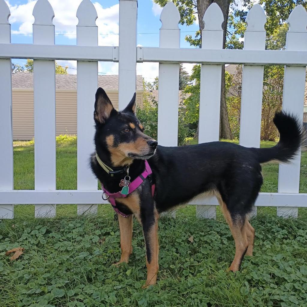 Sam D10844 (Sponsored), an adoptable Shepherd in Minnetonka, MN, 55345 | Photo Image 2