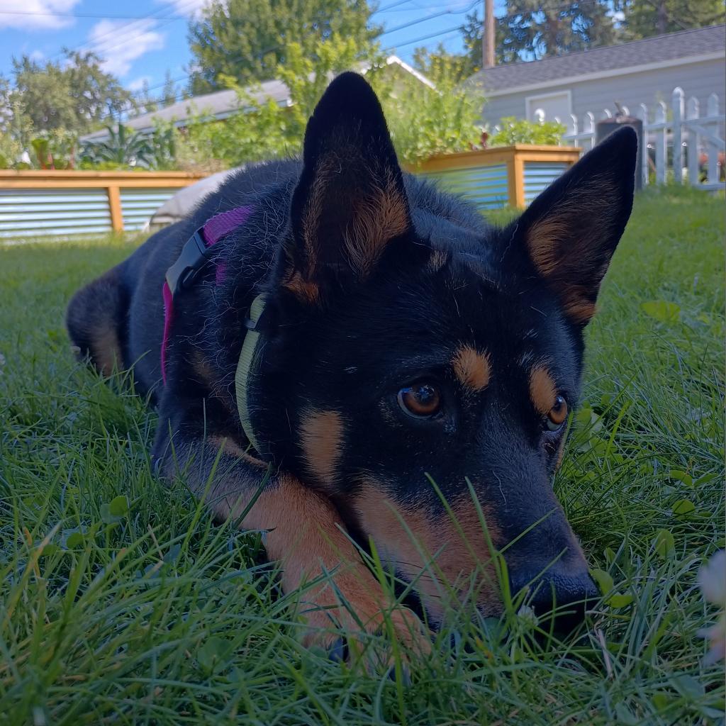 Sam D10844 (Sponsored), an adoptable Shepherd in Minnetonka, MN, 55345 | Photo Image 3