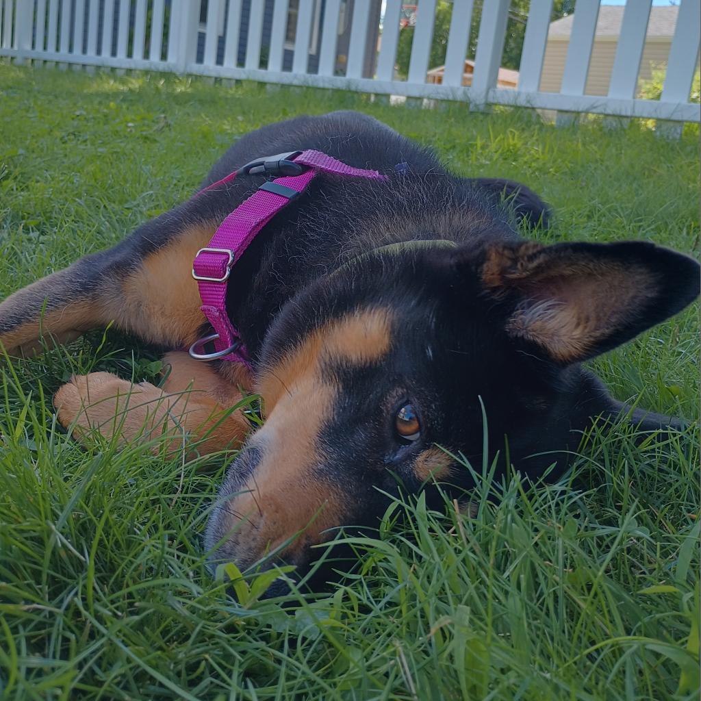 Sam D10844 (Sponsored), an adoptable Shepherd in Minnetonka, MN, 55345 | Photo Image 4