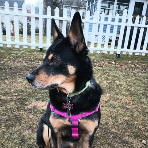 Sam D10844 (Sponsored), an adoptable Shepherd in Minnetonka, MN, 55345 | Photo Image 4