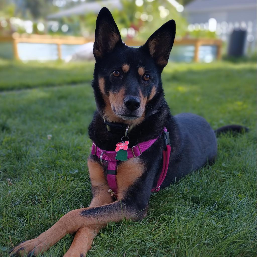 Sam D10844 (Sponsored), an adoptable Shepherd in Minnetonka, MN, 55345 | Photo Image 5