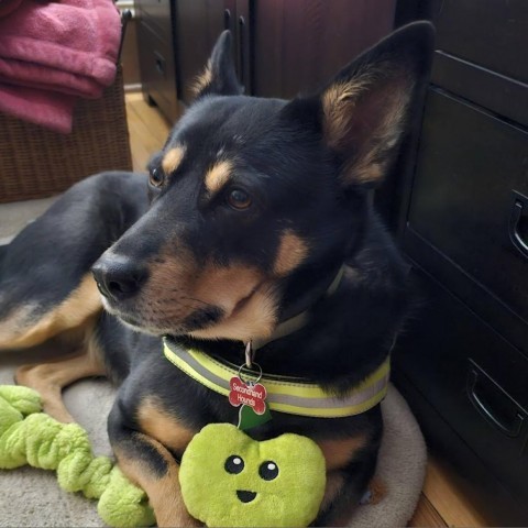 Sam D10844 (Sponsored), an adoptable Shepherd in Minnetonka, MN, 55345 | Photo Image 5