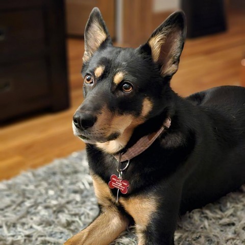 Sam D10844 (Sponsored), an adoptable Shepherd in Minnetonka, MN, 55345 | Photo Image 6