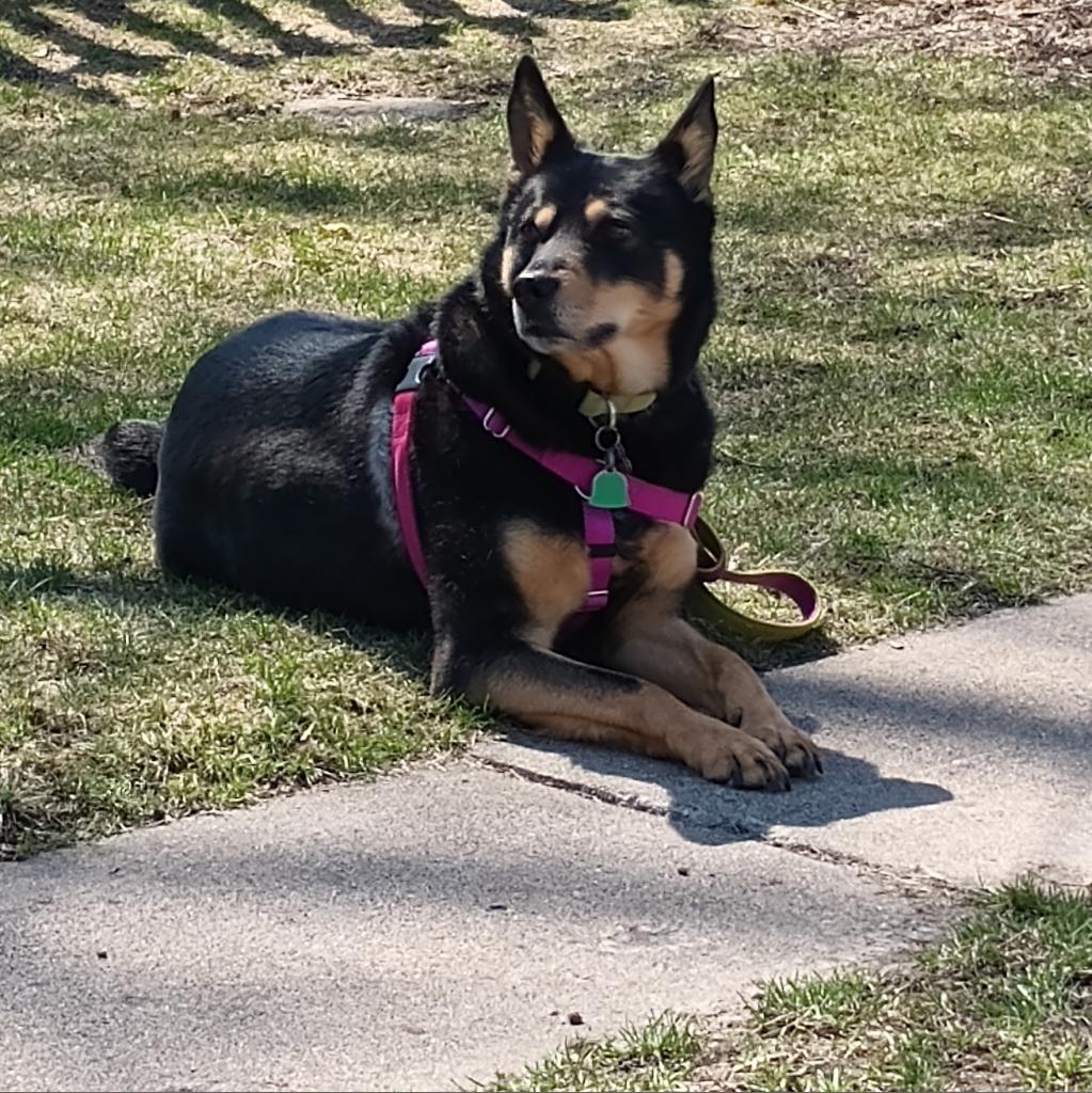 Sam D10844 (Sponsored), an adoptable Shepherd in Minnetonka, MN, 55345 | Photo Image 6