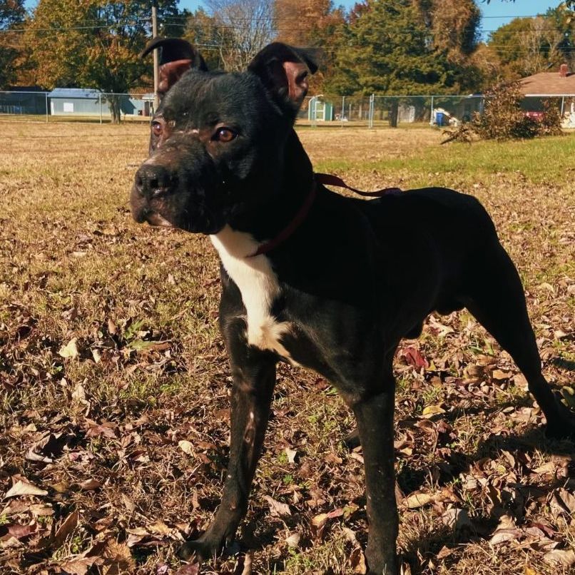 Dog for adoption Bolo, a Bull Terrier Mix in Corning, AR Petfinder