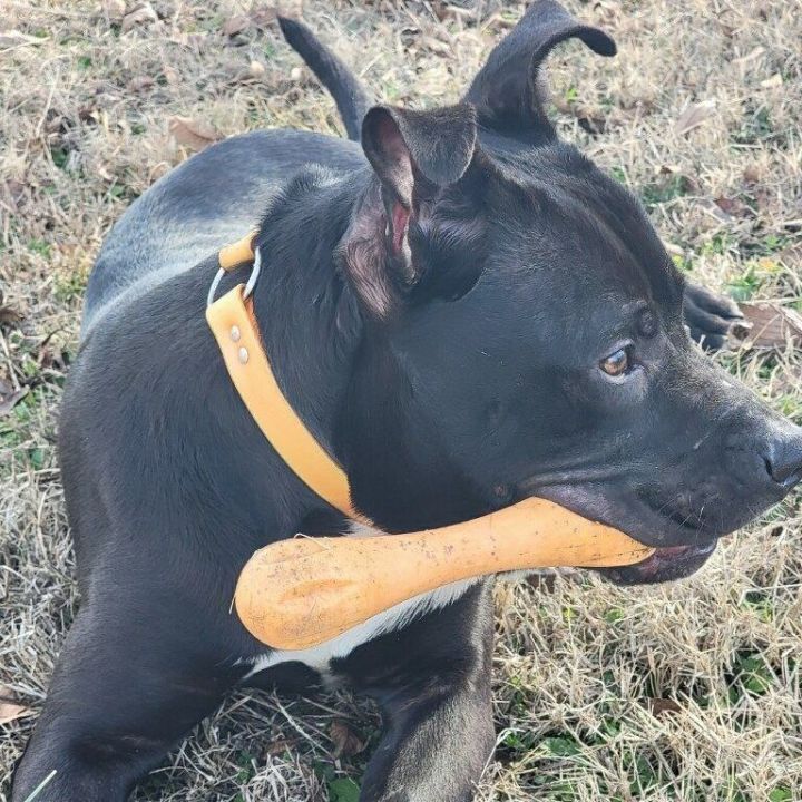 Dog for adoption Bolo, a Bull Terrier Mix in Corning, AR Petfinder