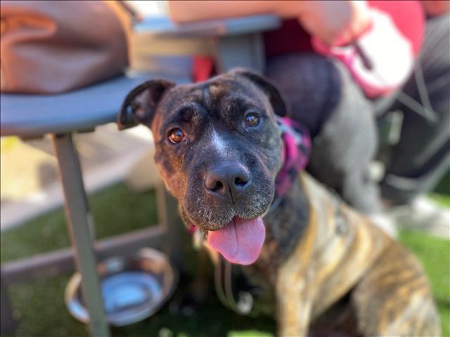 MALIBU*, an adoptable Shar-Pei, Pit Bull Terrier in Tucson, AZ, 85745 | Photo Image 1
