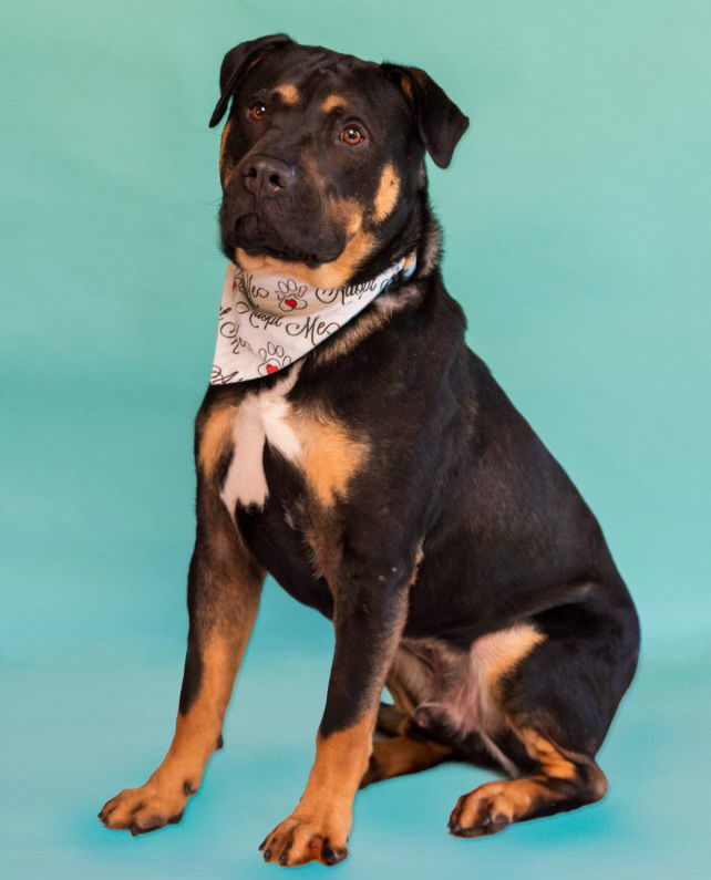 Rottweiler cross bull store terrier