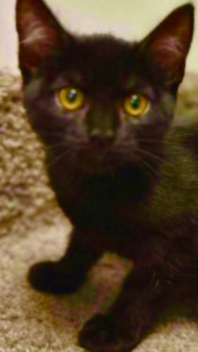 LOLA, an adoptable Domestic Short Hair in Oro Valley, AZ, 85737 | Photo Image 1