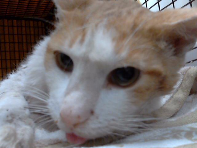 TRAILBLAZER*, an adoptable Domestic Short Hair in Tucson, AZ, 85745 | Photo Image 1