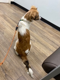 Maui, an adoptable Australian Shepherd, Papillon in Los Angeles, CA, 90034 | Photo Image 2