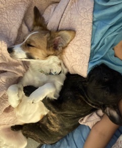 Maui, an adoptable Australian Shepherd, Papillon in Los Angeles, CA, 90034 | Photo Image 3