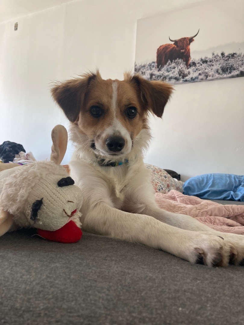 Maui, an adoptable Australian Shepherd, Papillon in Los Angeles, CA, 90034 | Photo Image 1