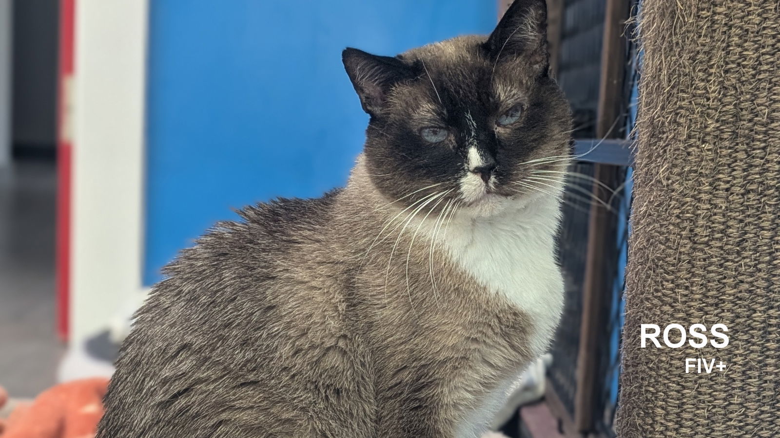 Ross, an adoptable Ragamuffin in Santa Rosa, CA, 95404 | Photo Image 1