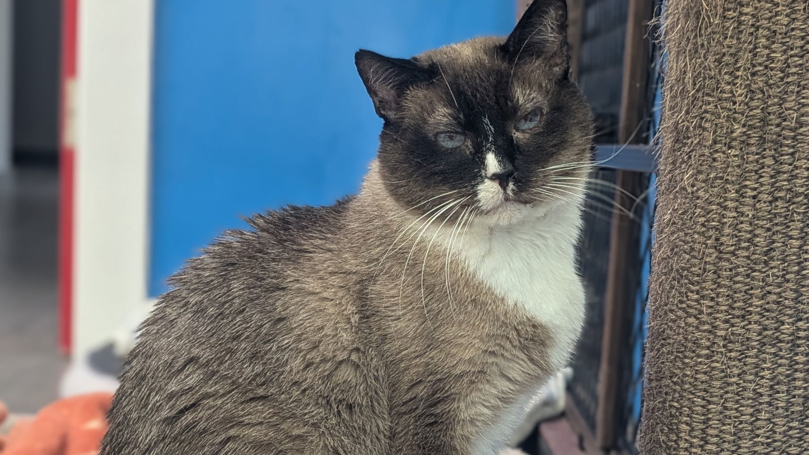 Ross, an adoptable Ragamuffin in Santa Rosa, CA, 95404 | Photo Image 2
