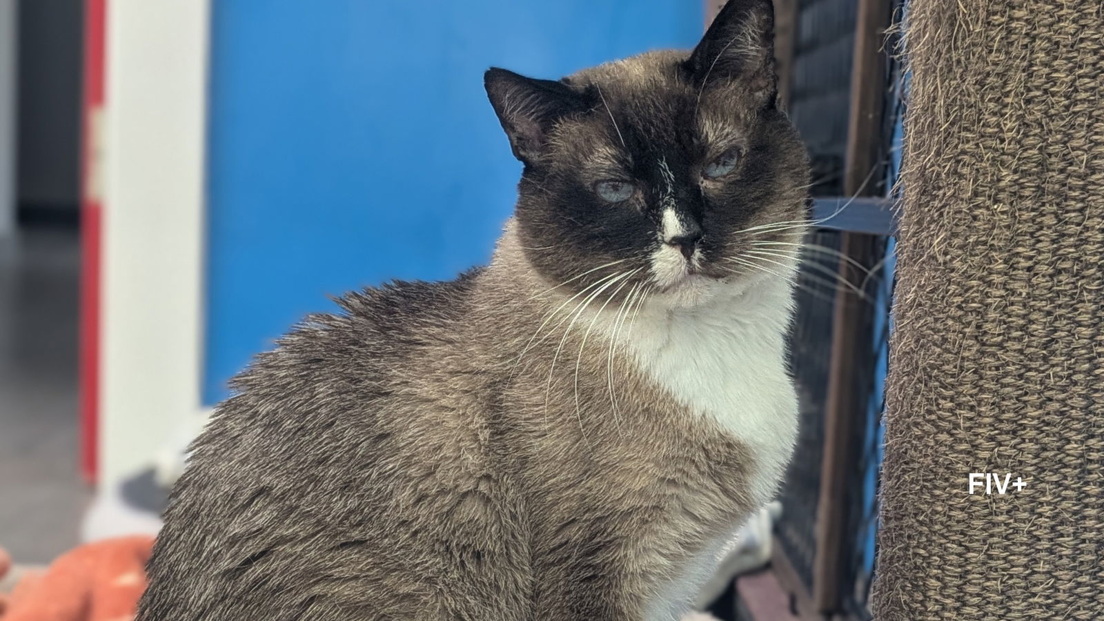 Ross, an adoptable Ragamuffin in Santa Rosa, CA, 95404 | Photo Image 3