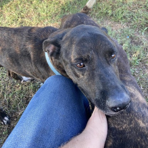 Elvis, an adoptable Mountain Cur in Port Aransas, TX, 78373 | Photo Image 1