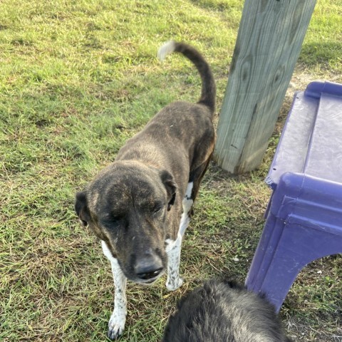 Molly, an adoptable Mountain Cur, Plott Hound in Port Aransas, TX, 78373 | Photo Image 2