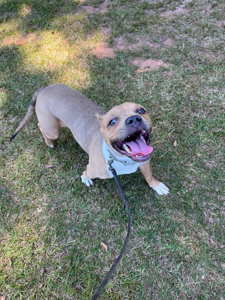 Hilly aka Opal